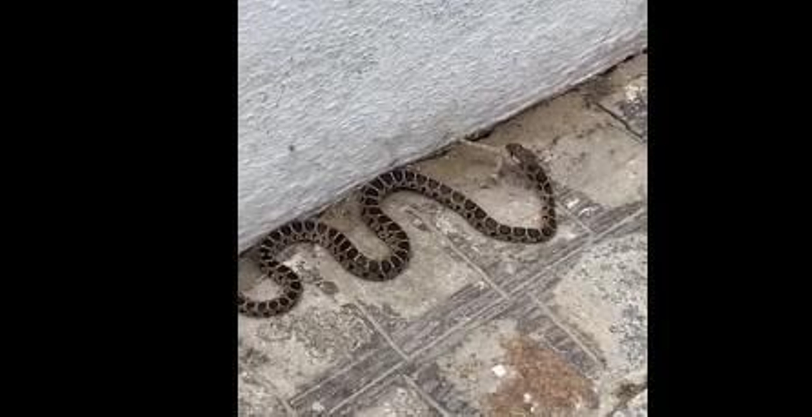 El asombroso vídeo de una culebra cazando en una playa de Cádiz