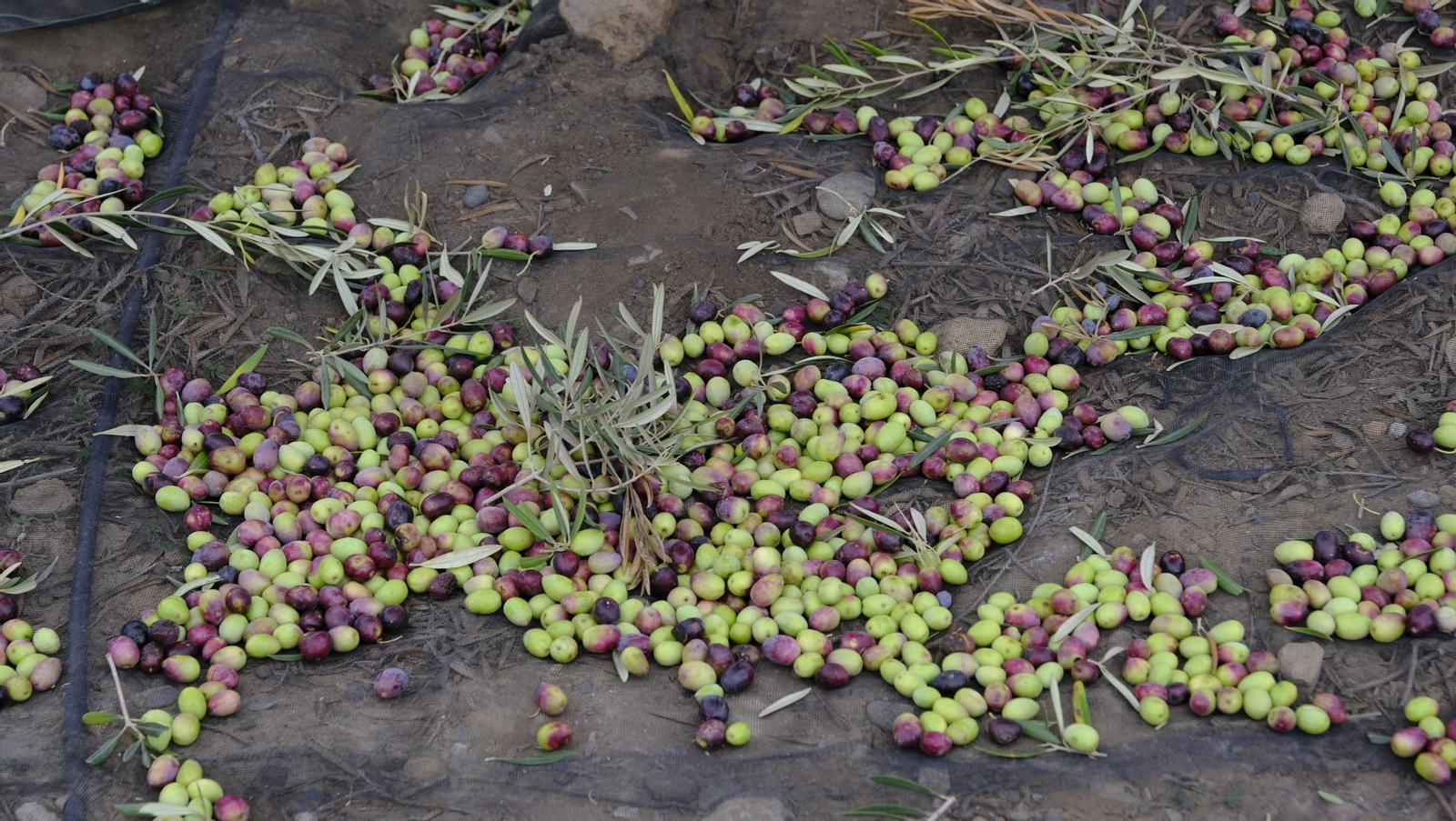Época de recogida de aceitunas, en imágenes
