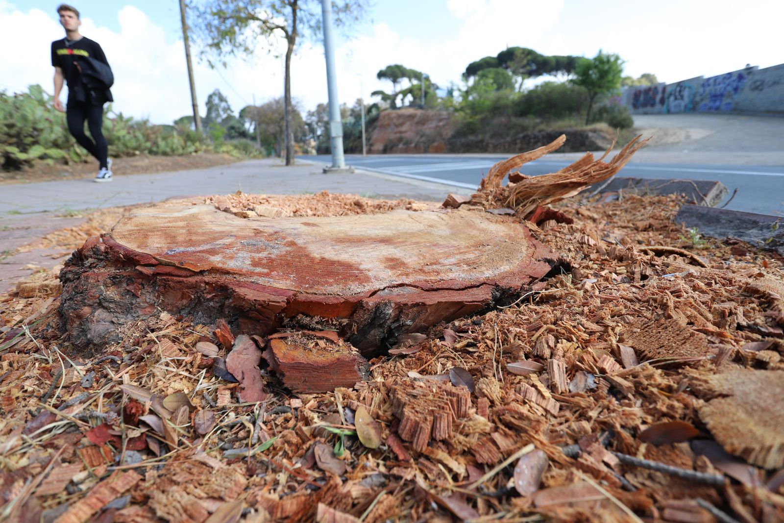 Tocón del pino centenario talado.