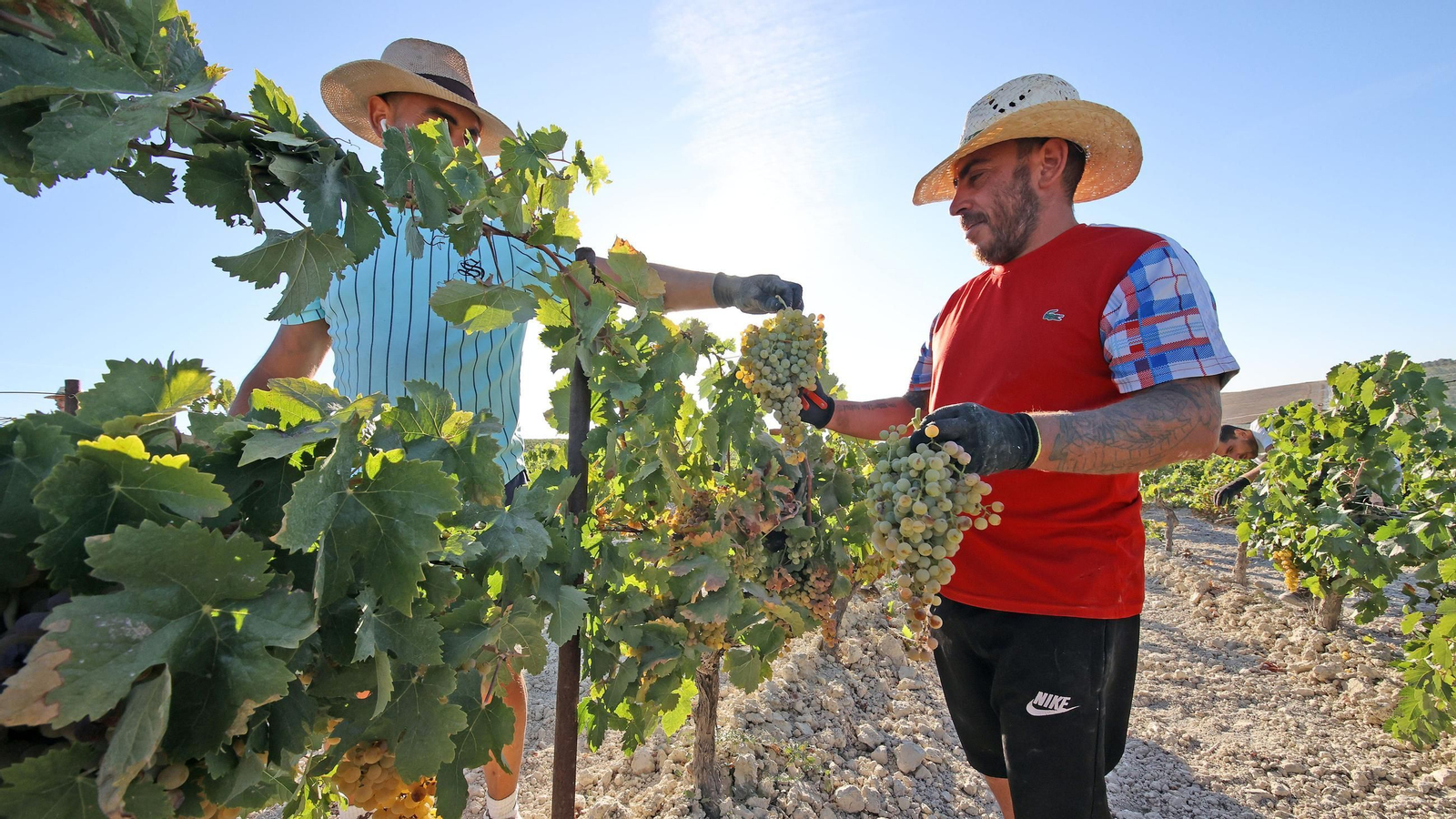 Vendimia a mano en la Viña El Caribe en Jerez