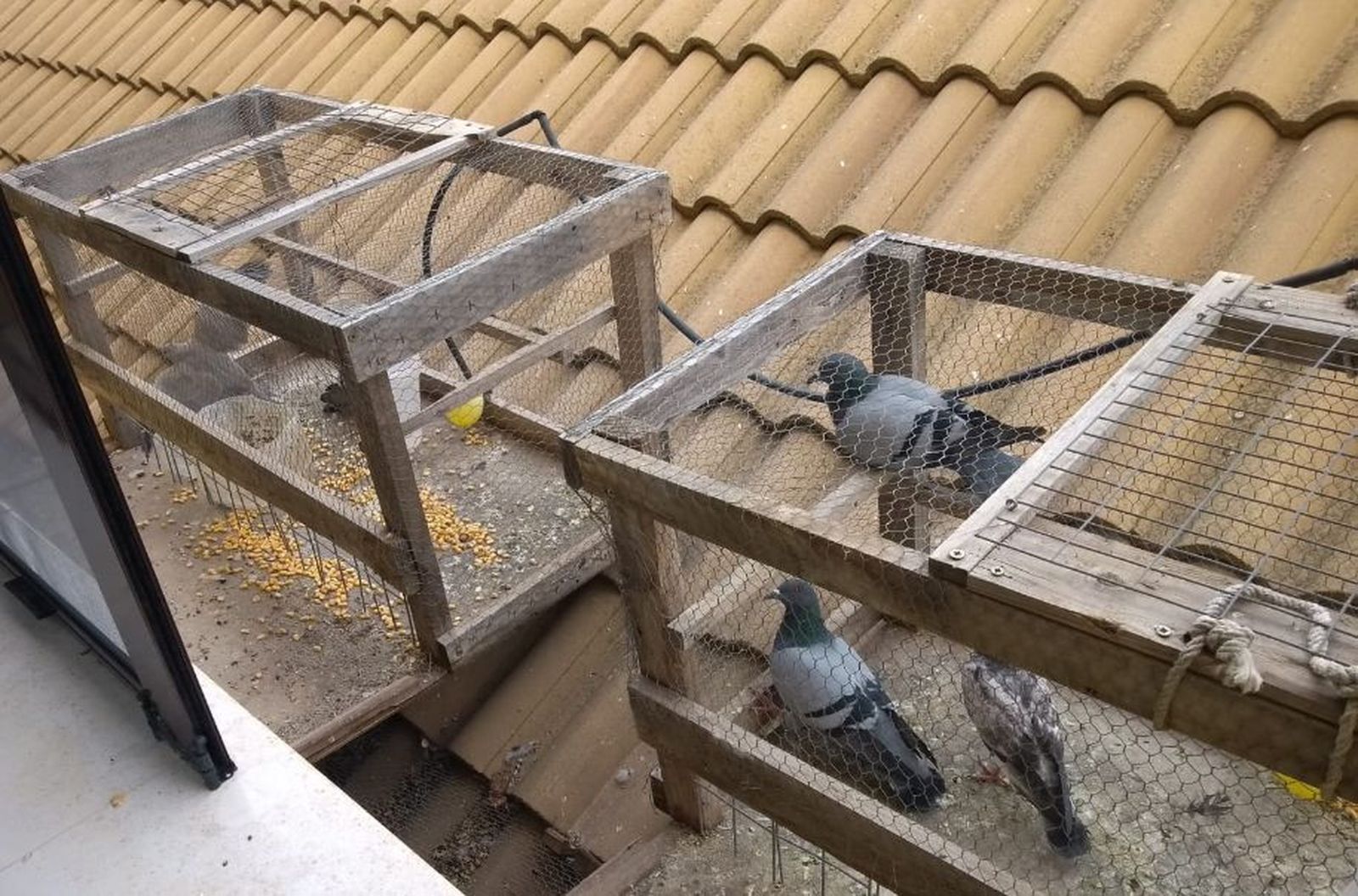 Palomas capturadas en Puente Genil.