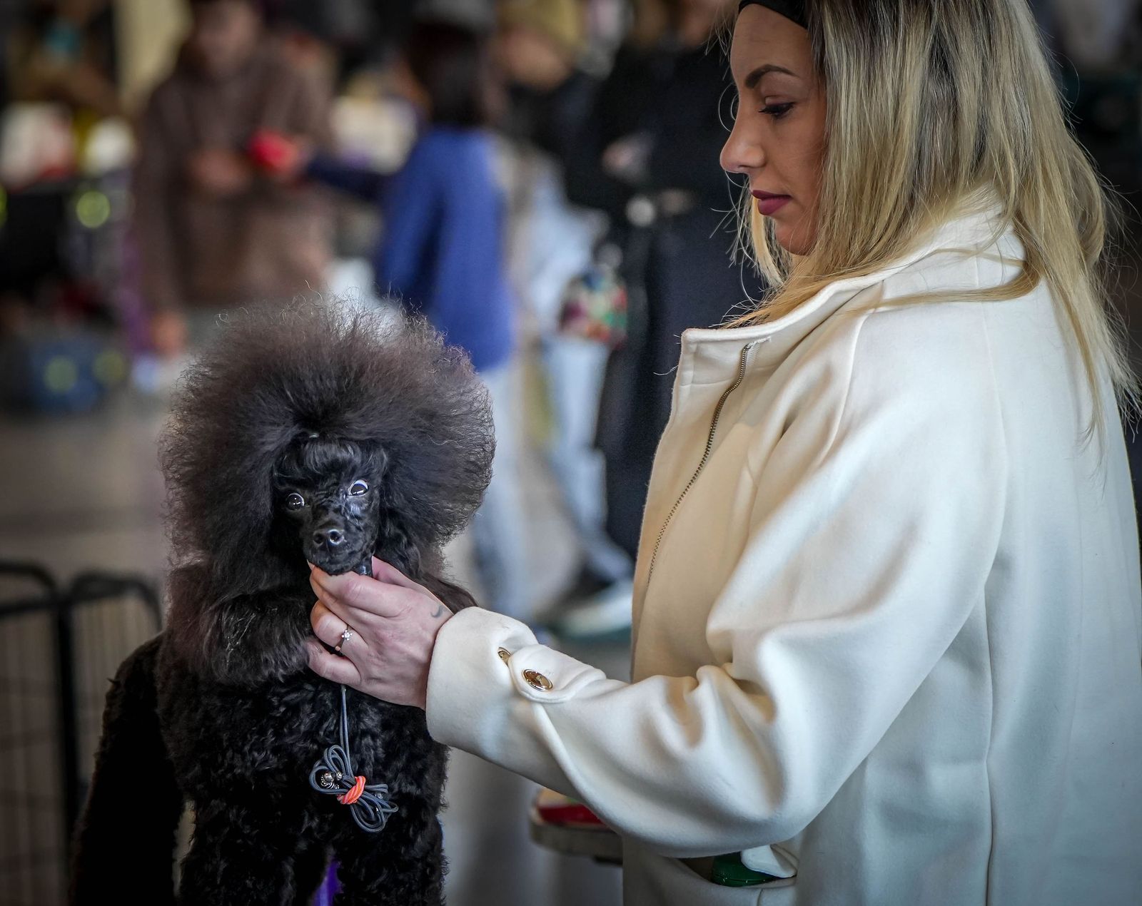 Espectacular exposición canina en Ifeca Jerez, en imágenes