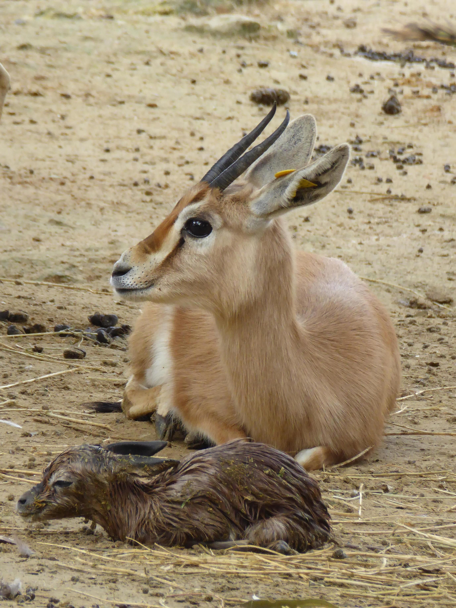 Imagen de la cría de gacela dorca nacida en el Zoo de Jerez.