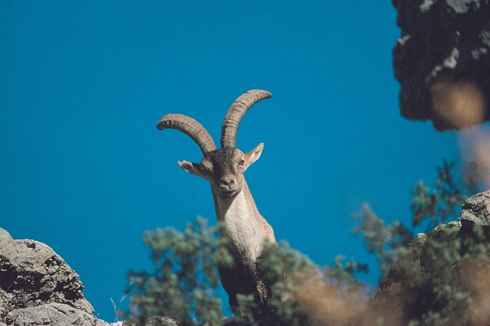 La cabra pyreanica, más conocida como cabra montesa, puebla los riscos de la sierra.