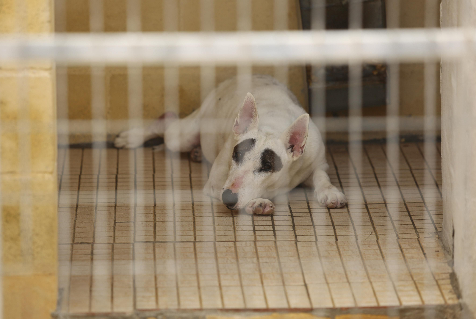Las fotos de los animales de la Protectora de Málaga Las fotos de los animales de la Protectora de Málaga