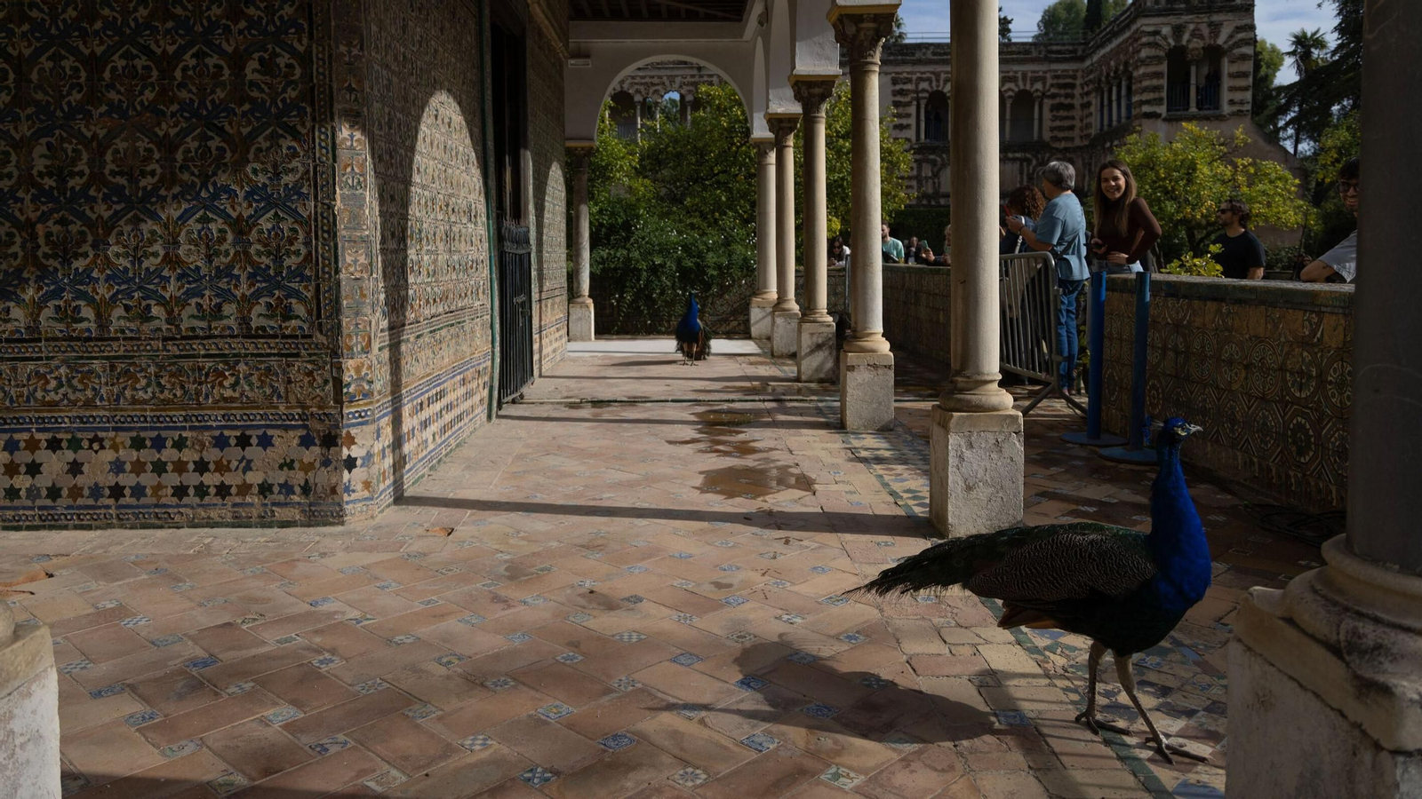Un ave en el Real Alcázar de Sevilla, en una imagen de archivo