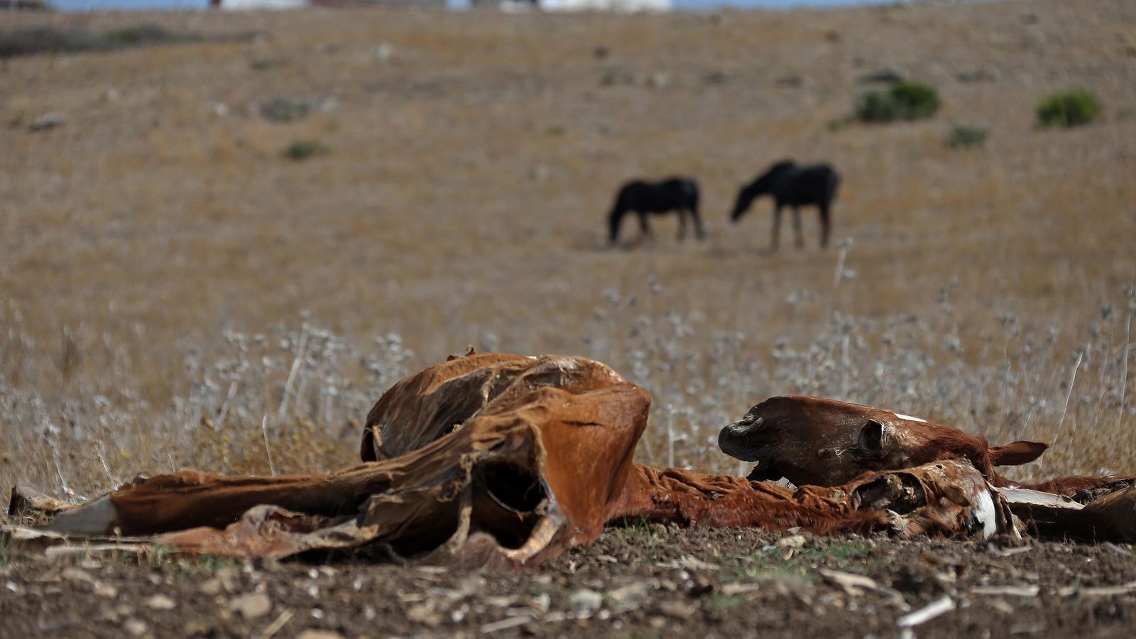Una vista tétrica: caballos muertos y vivos en la parcela de Pajarete.