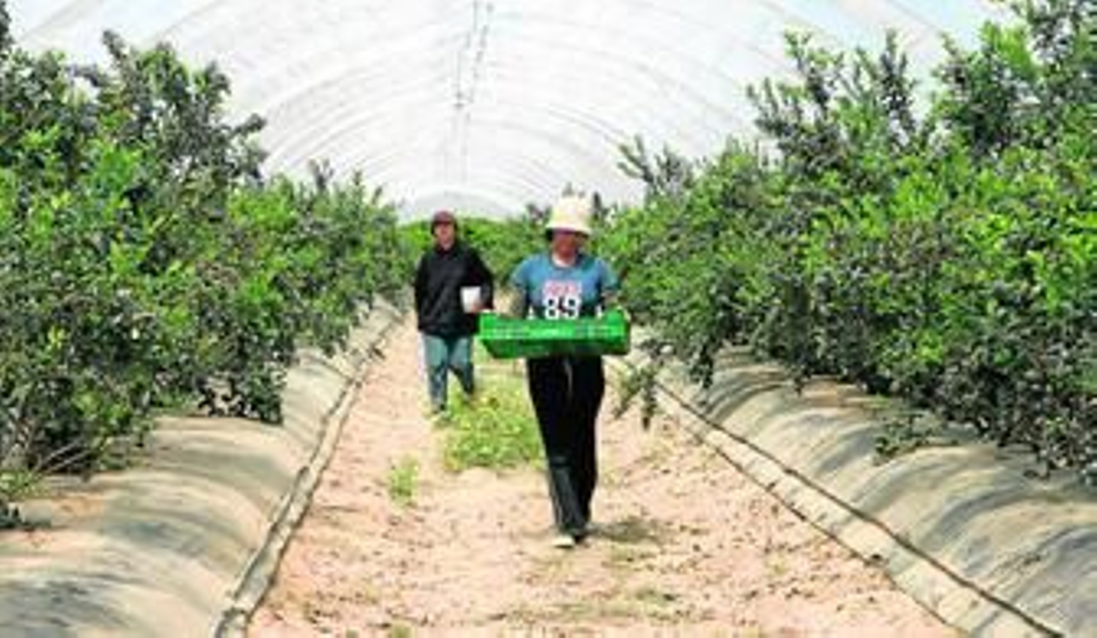 Una plantación de arándanos en producción en el término municipal de Almonte.