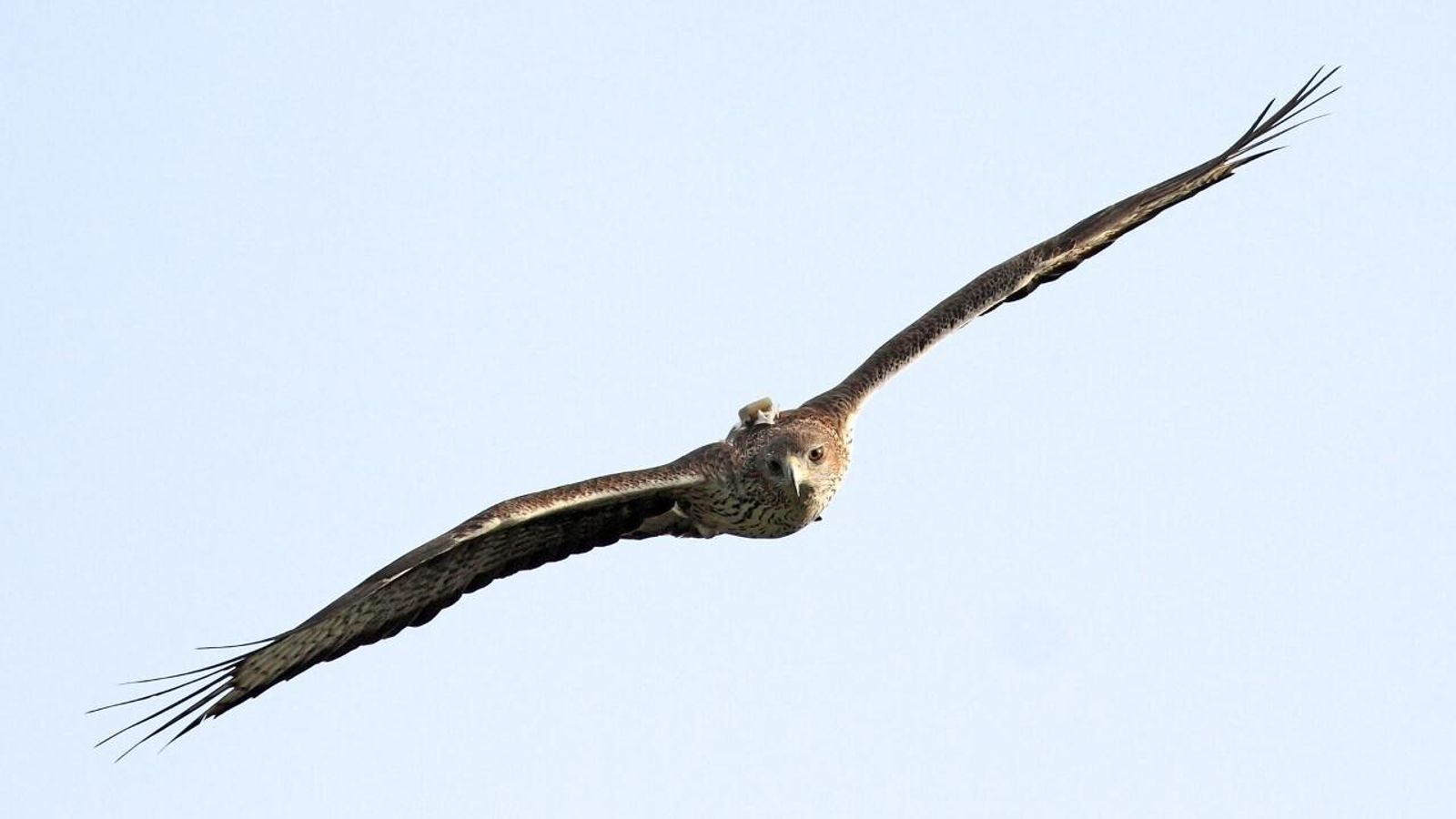 Nicasio, en pleno vuelo.