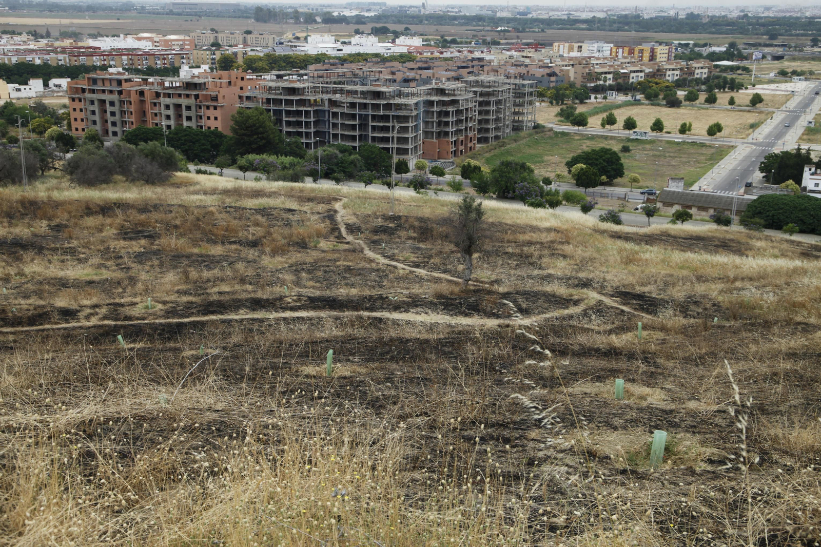 Las llamas destruyen ciento de árboles sembrados en el Carambolo