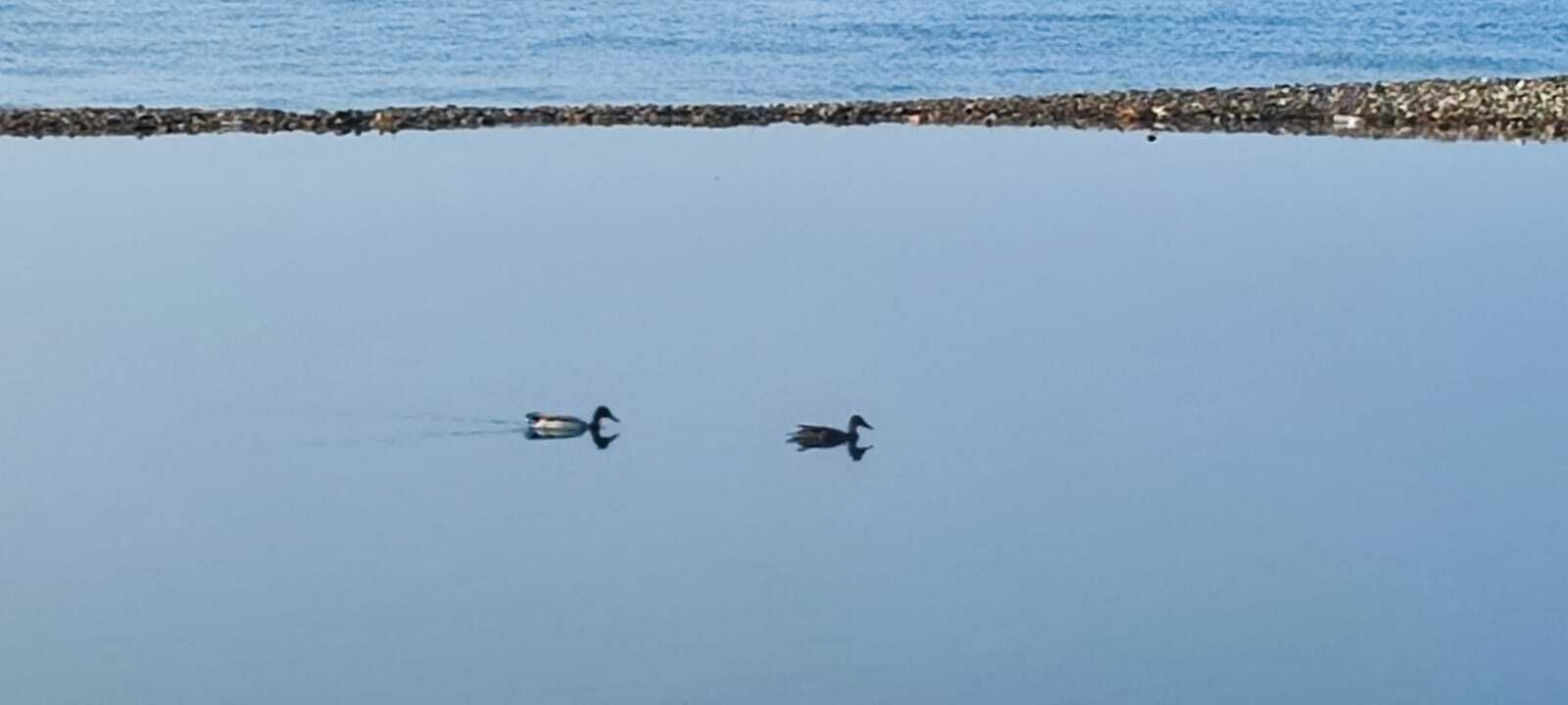 Patos en la laguna artificial generada en Costacabana