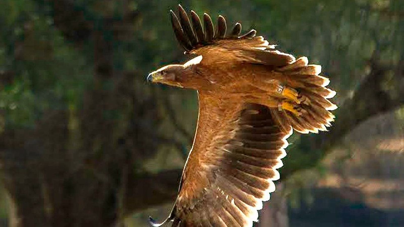 Águila Imperial Ibérica en Doñana.