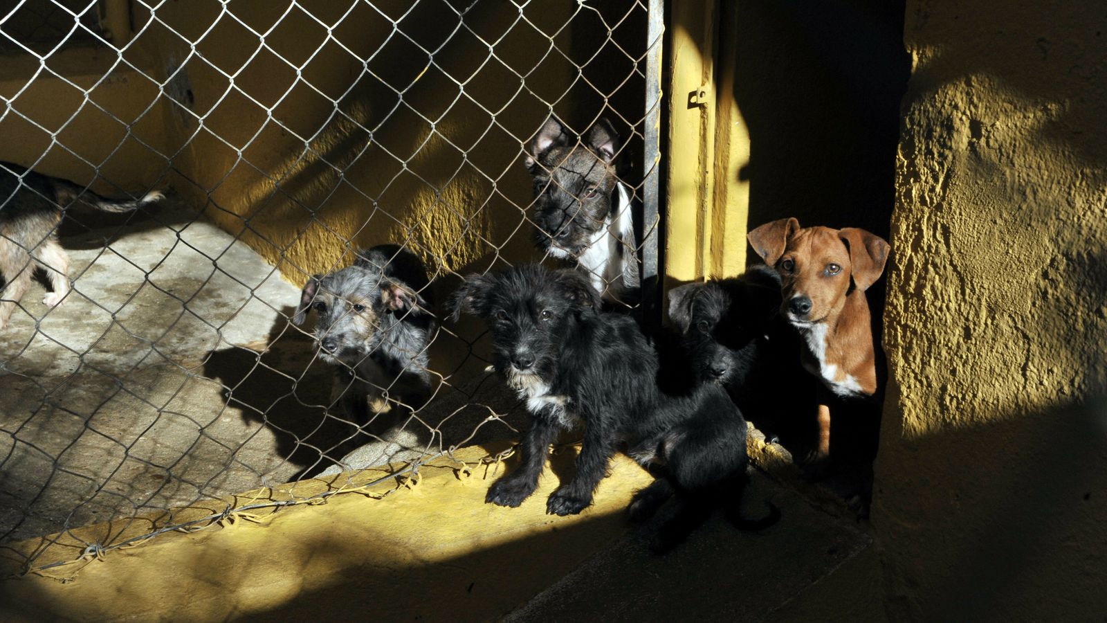 Perros esperando un nuevo dueño.