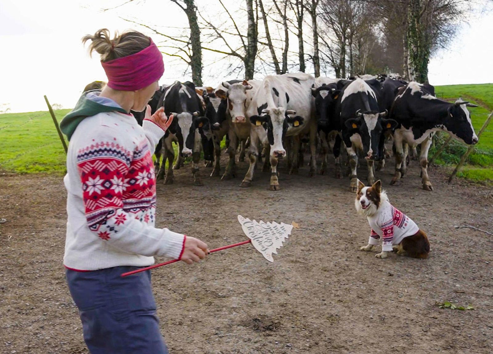 La cabalgata se reinventa en el rural y los Reyes llegan en "Vacalgata", tractor, esquí...
