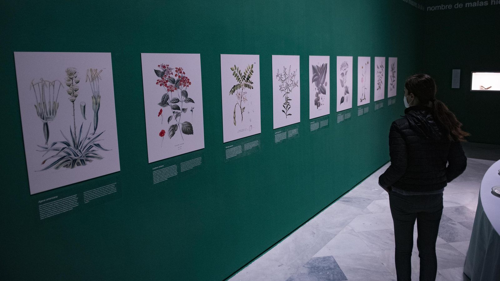 La serie dedicada a las malas hierbas.