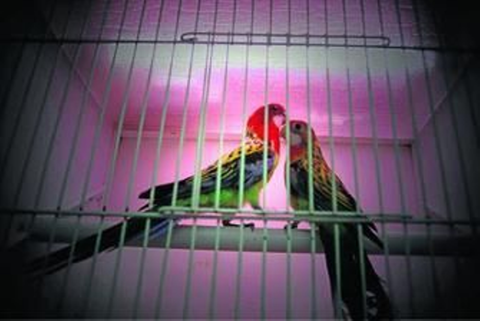 Dos ejemplares de rosella, en una de las tiendas de animales de compañía existentes en La Línea.