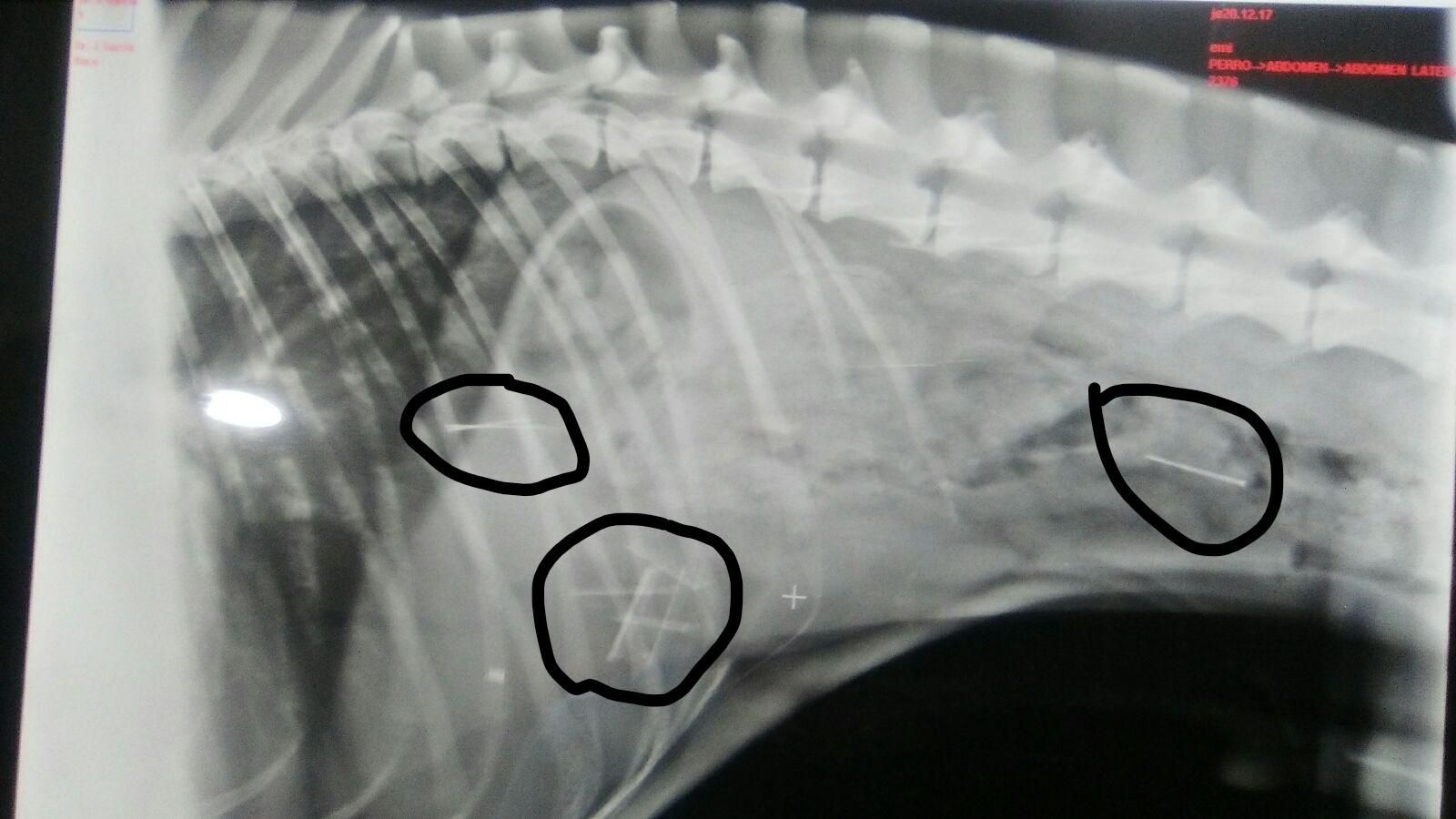 Radiografía de un galgo en la que se aprecian los objetos punzantes.