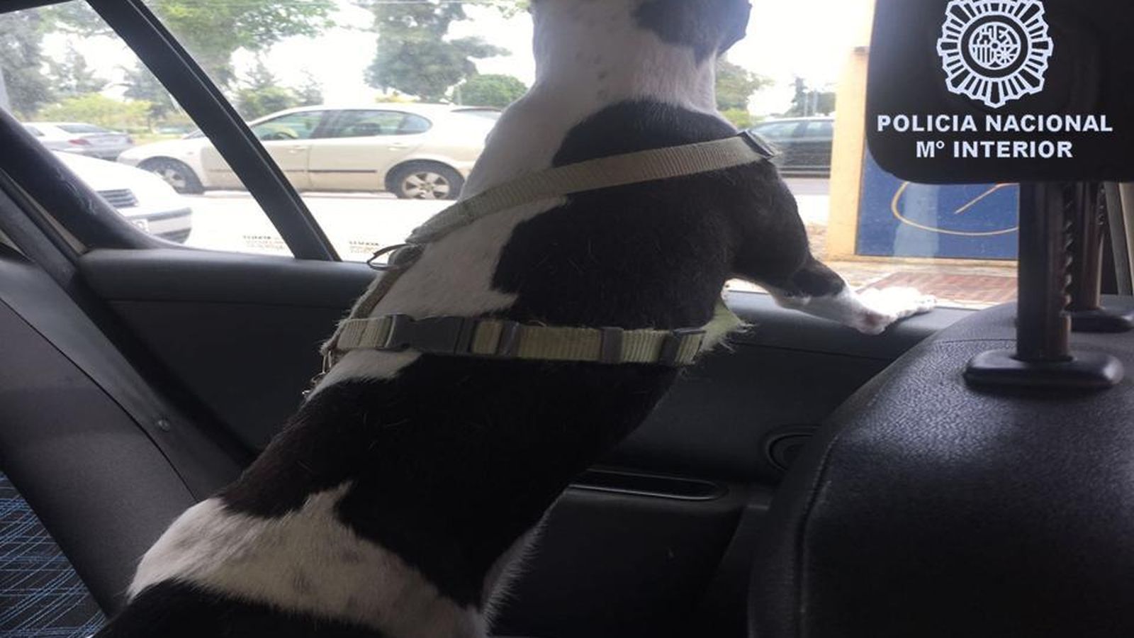 El can en el interior del coche polical