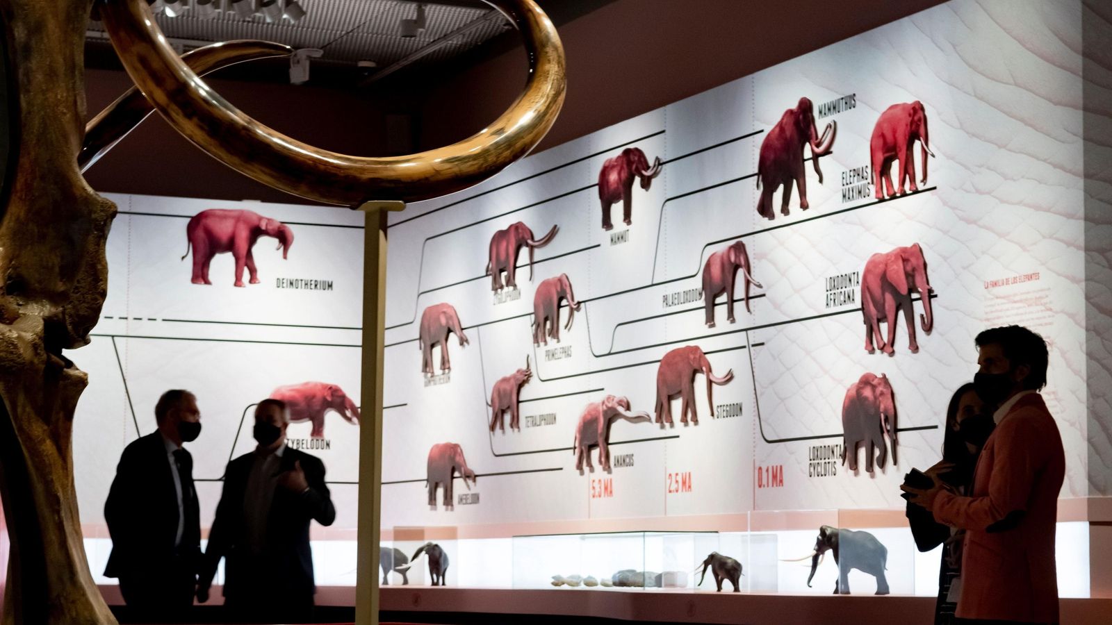 Arranque de la muestra, que ilustra la evolución de los proboscidios.