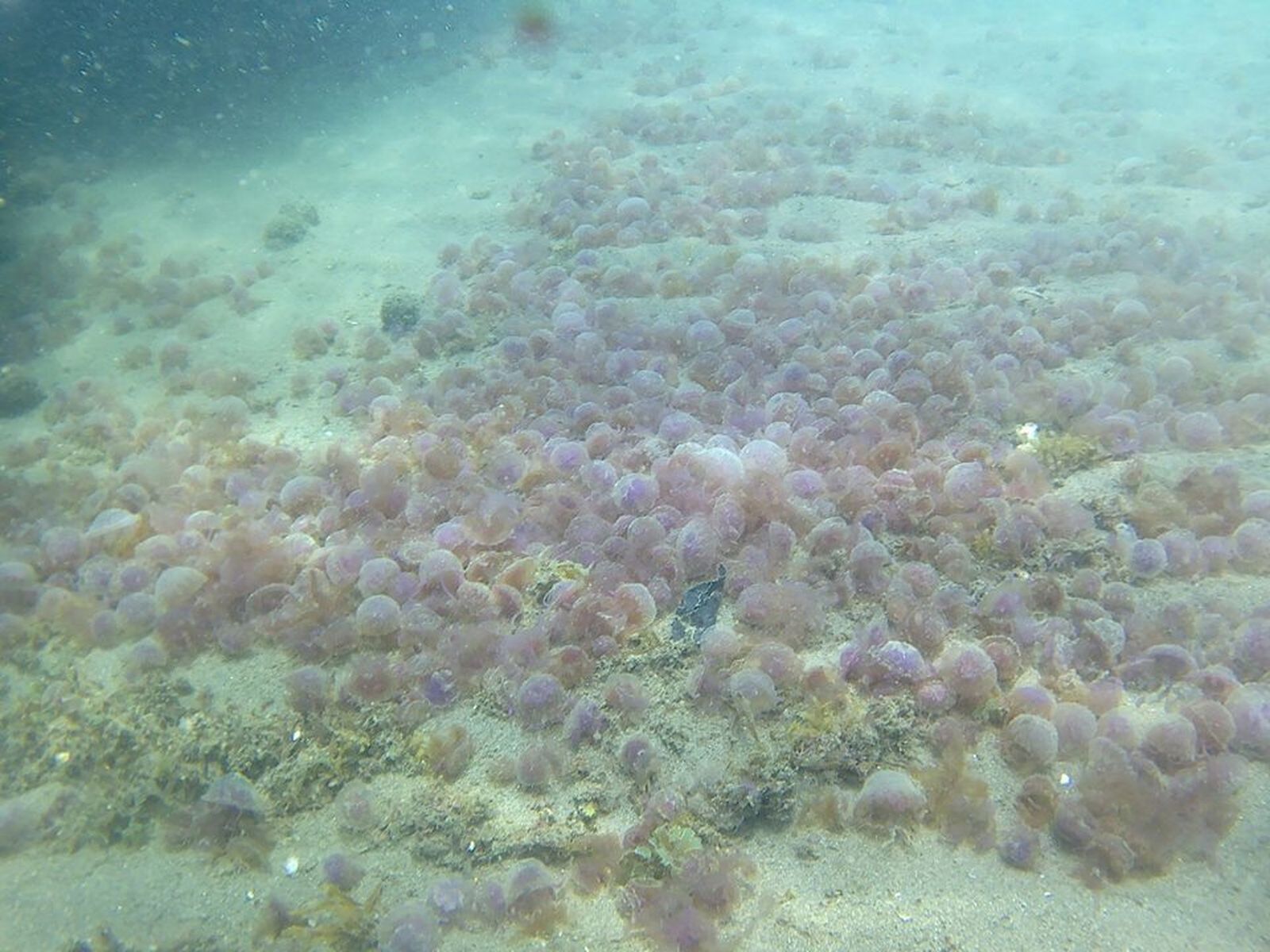 Enjambre de medusas localizado en el fondo del mar.