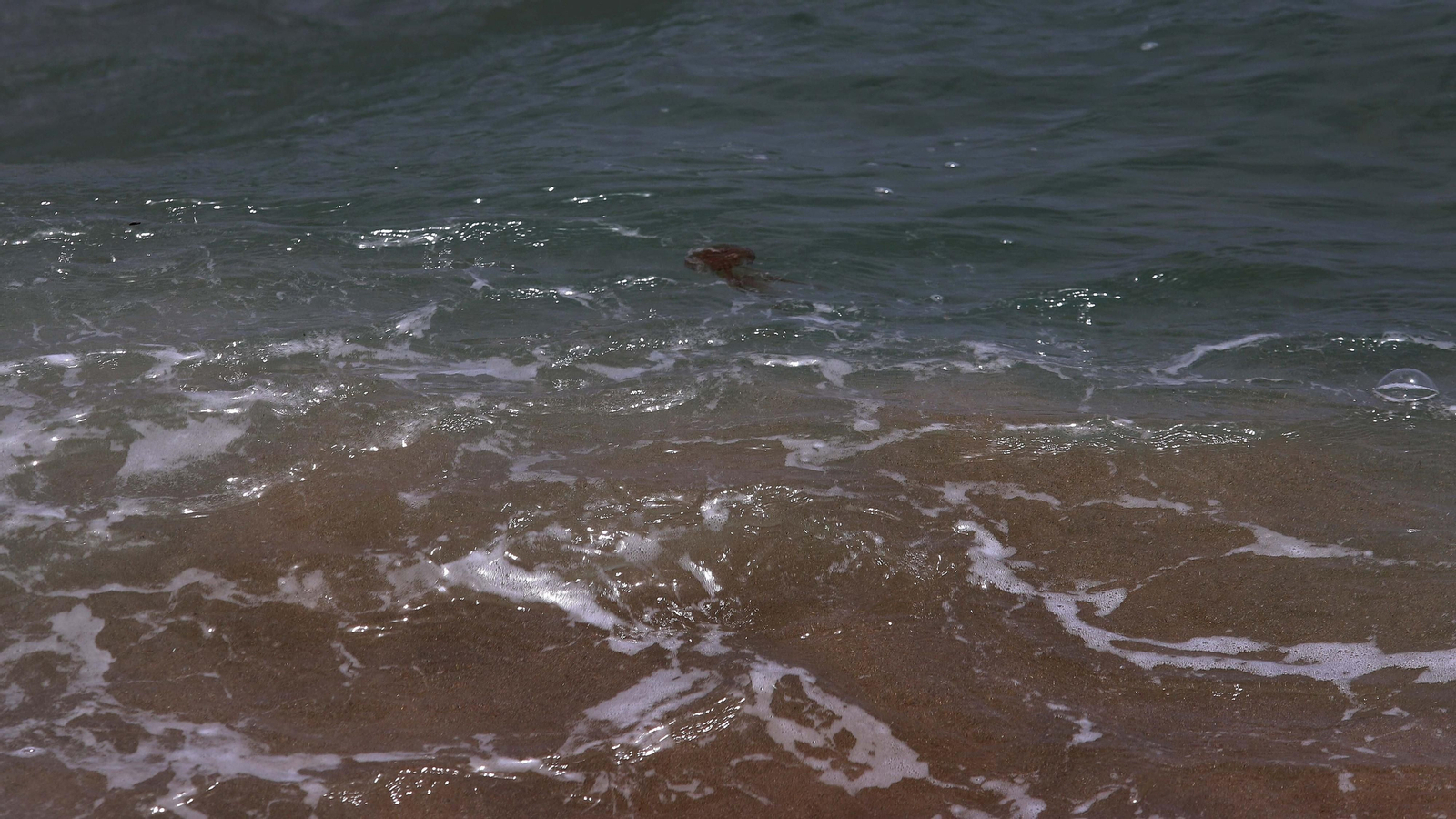 Fotos de la invasión de medusas en las playas del Campo de Gibraltar