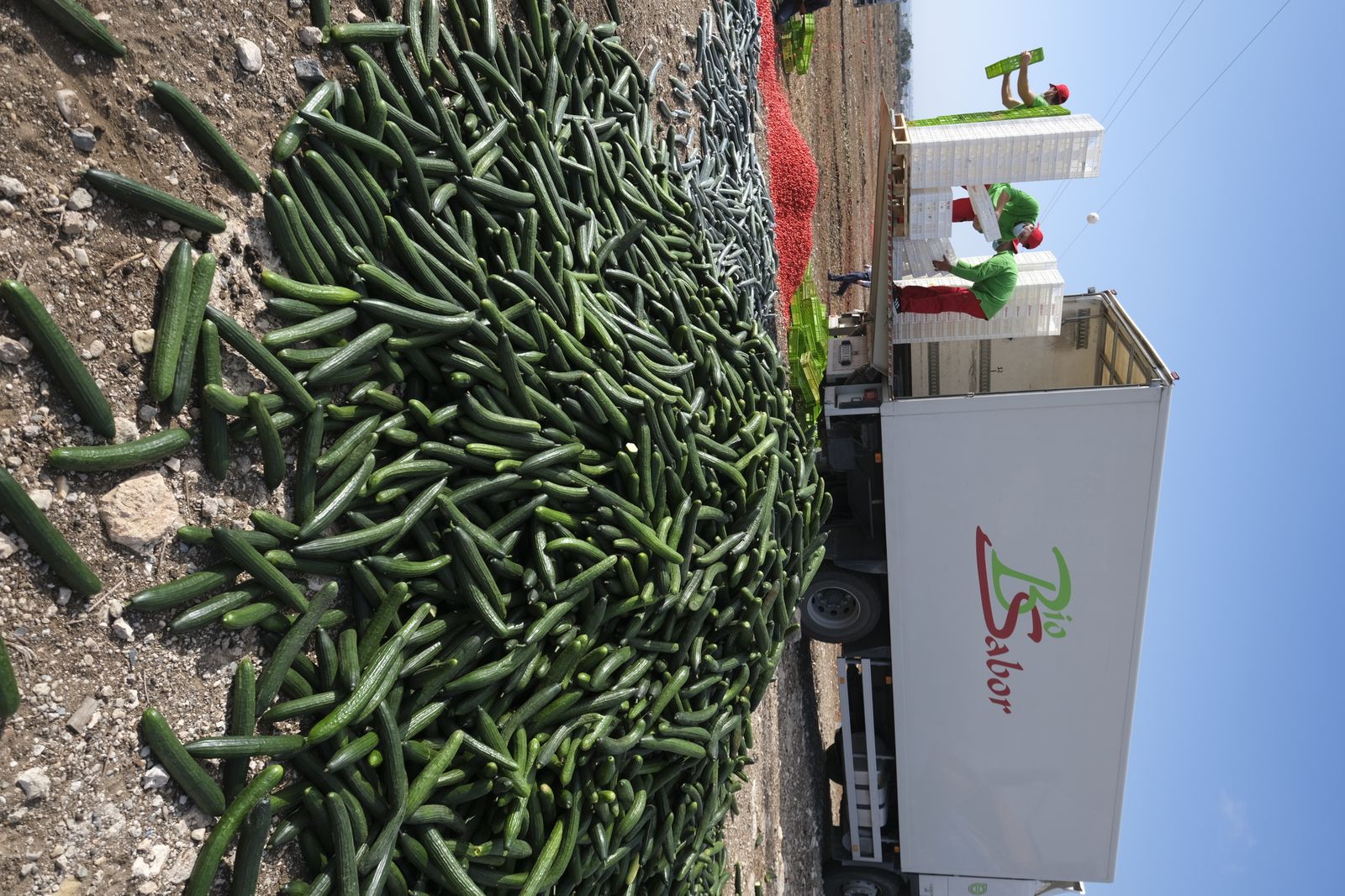 Fotogalería destrucción de pepinos en Almería