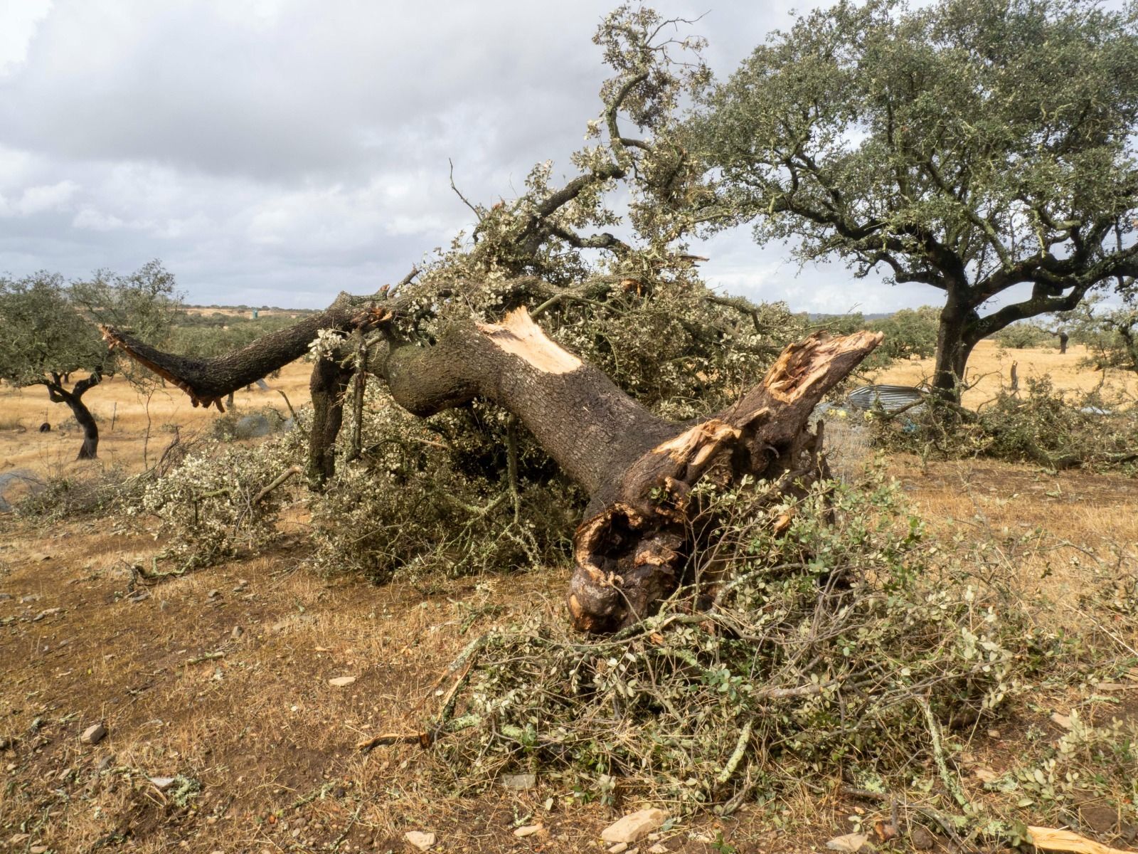 Imágenes de los destrozos provocados por un tornado en Villanueva de los Castillejos
