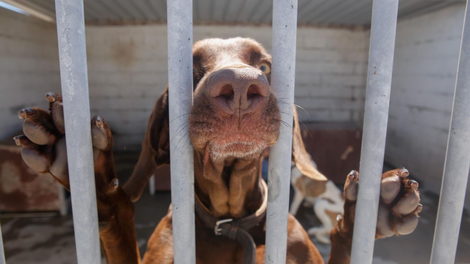 Un perro de la protectora.