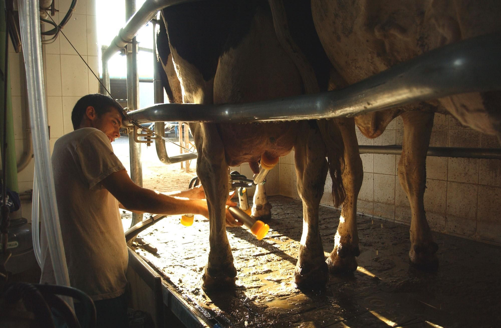 Ordeñando en una explotación ganadera en la Sierra de los Pedroches.