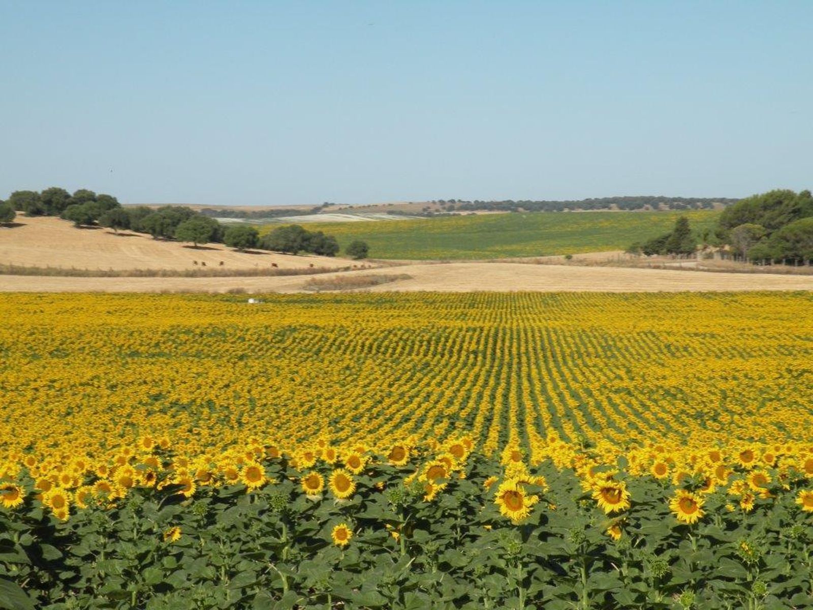 Las bondades del sistema 'clearfield' en el girasol