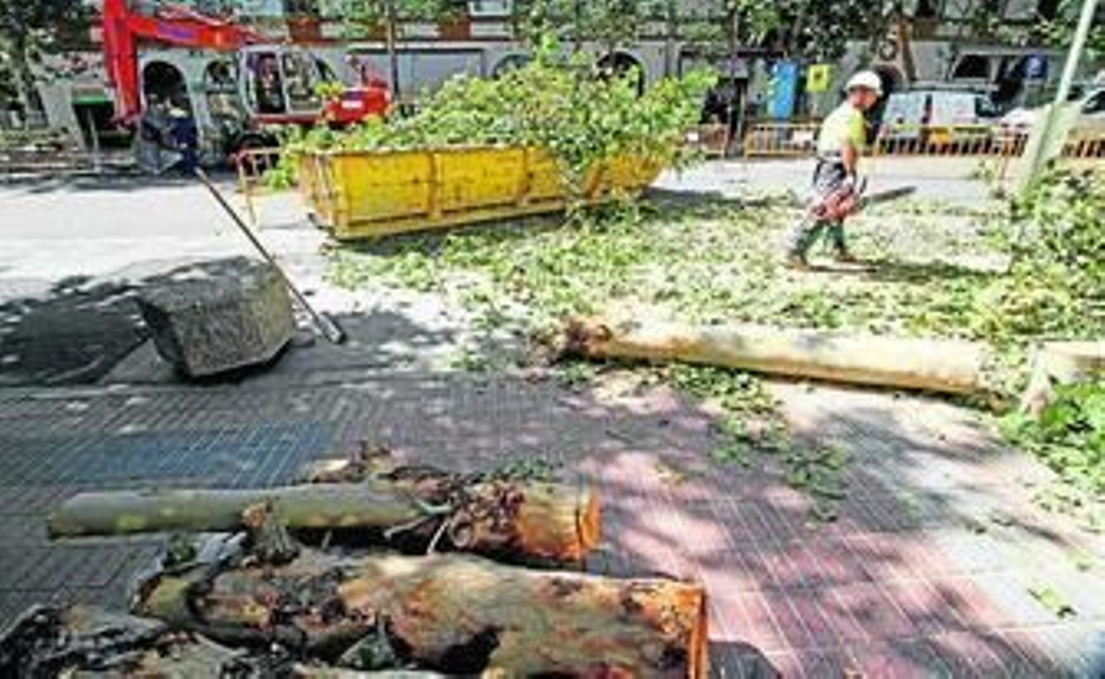 Las ramas y troncos talados de los árboles han alfombrado estos días Almirante Lobo.