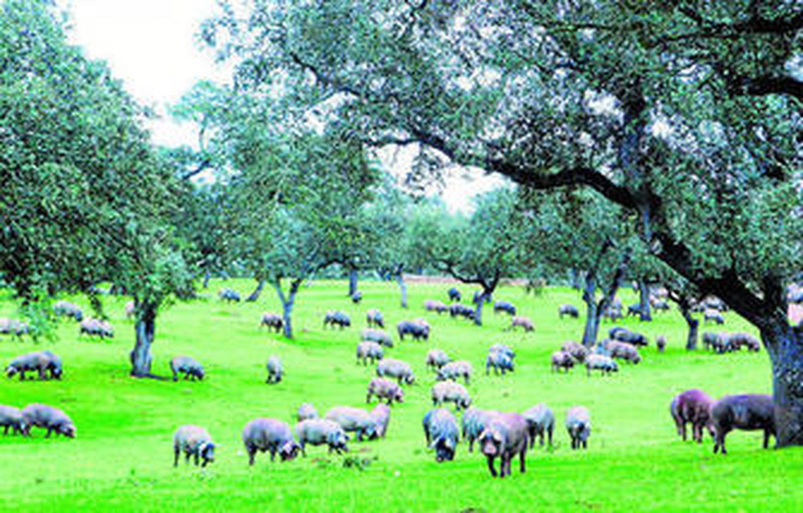 Huelva encabeza la producción ecológica de porcino con 1.689 cabezas de las 2.529 de Andalucía.