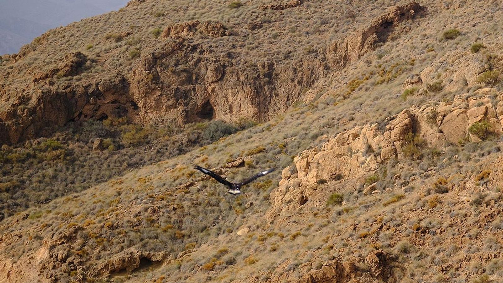 El águila real vuela libre por Sierra Alhamilla.