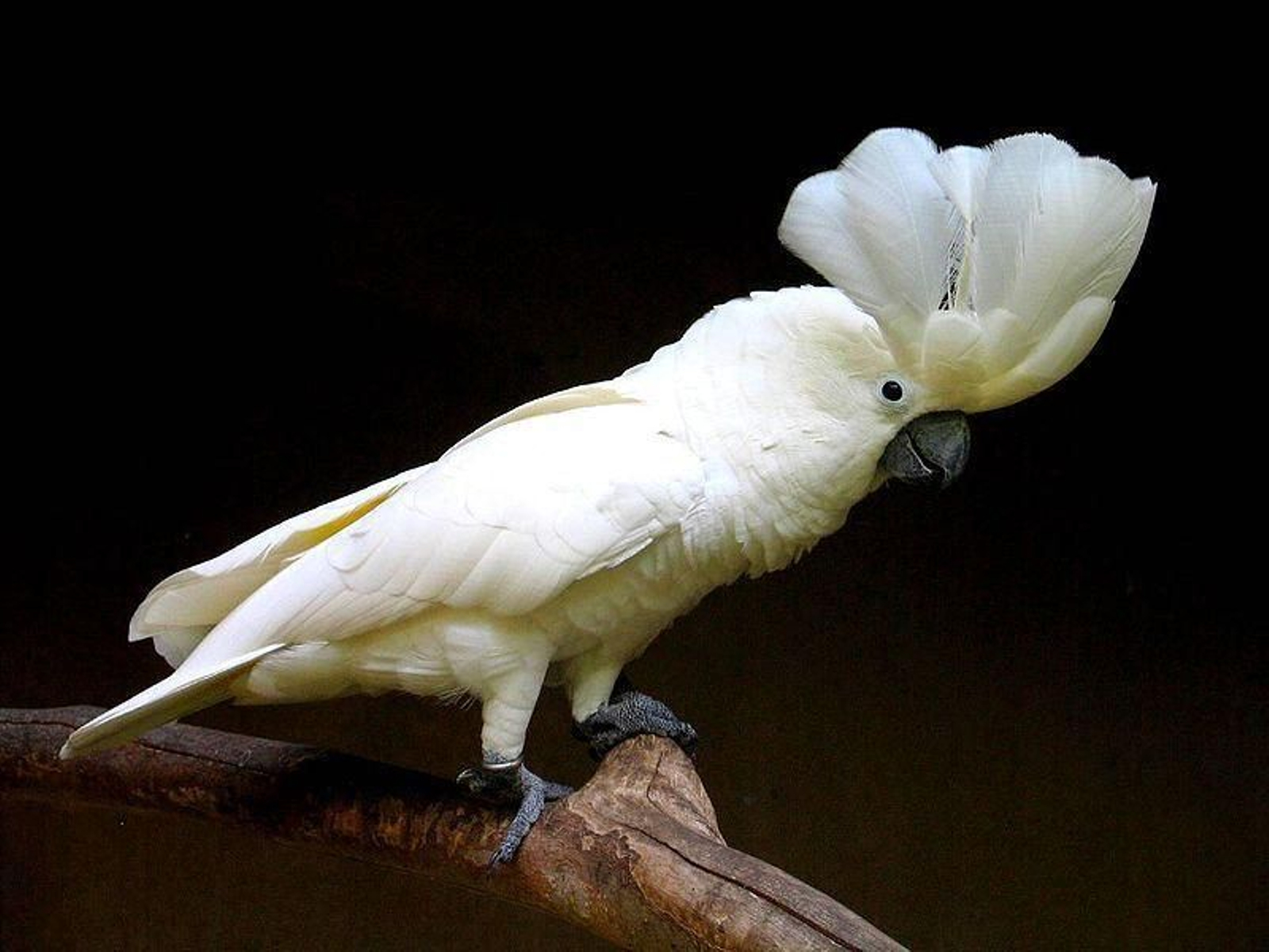 Curiosidades de las cacatúas, una de las mascotas más divertidas