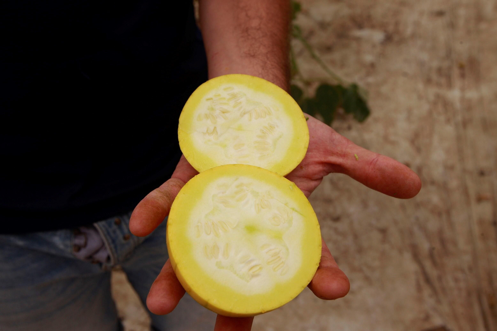 Vea cómo es el Zucchiolo, el producto de moda de la huerta almeriense