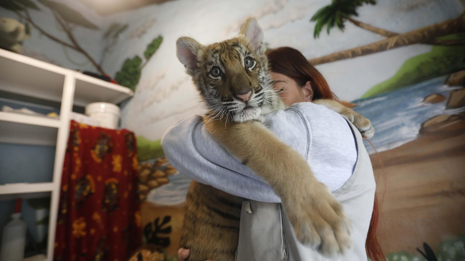 Las fotos del tigre de bengala, en la reserva "La pequeña África"