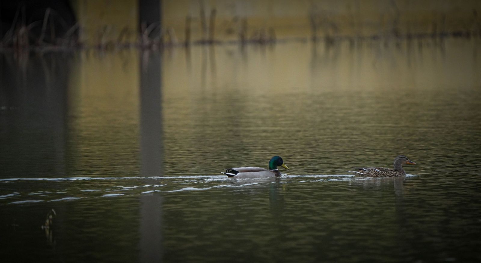 Imágenes de las zonas afectadas por la crecida del rio Guadalete en Jerez