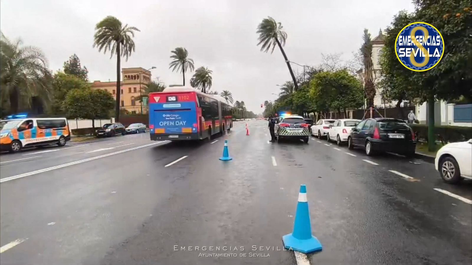Cortados dos carriles en la Avenida de la Palmera por riesgo de caída de una palmera