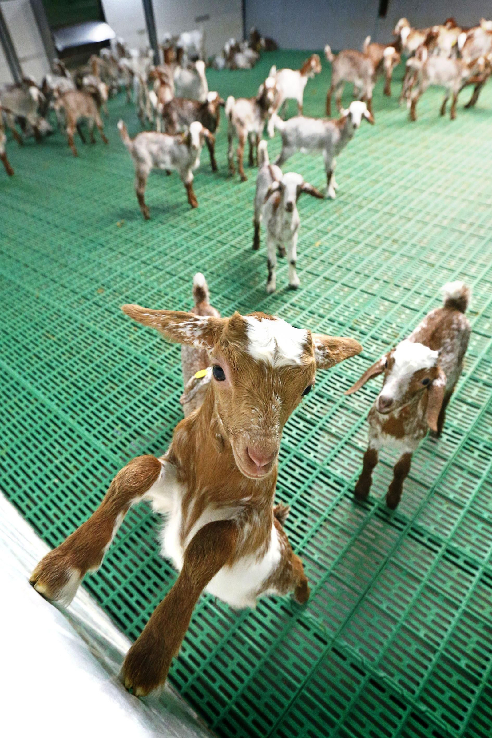 Una cabrita de la guardería de cabras siente curiosidad ante la presencia del fotógrafo.