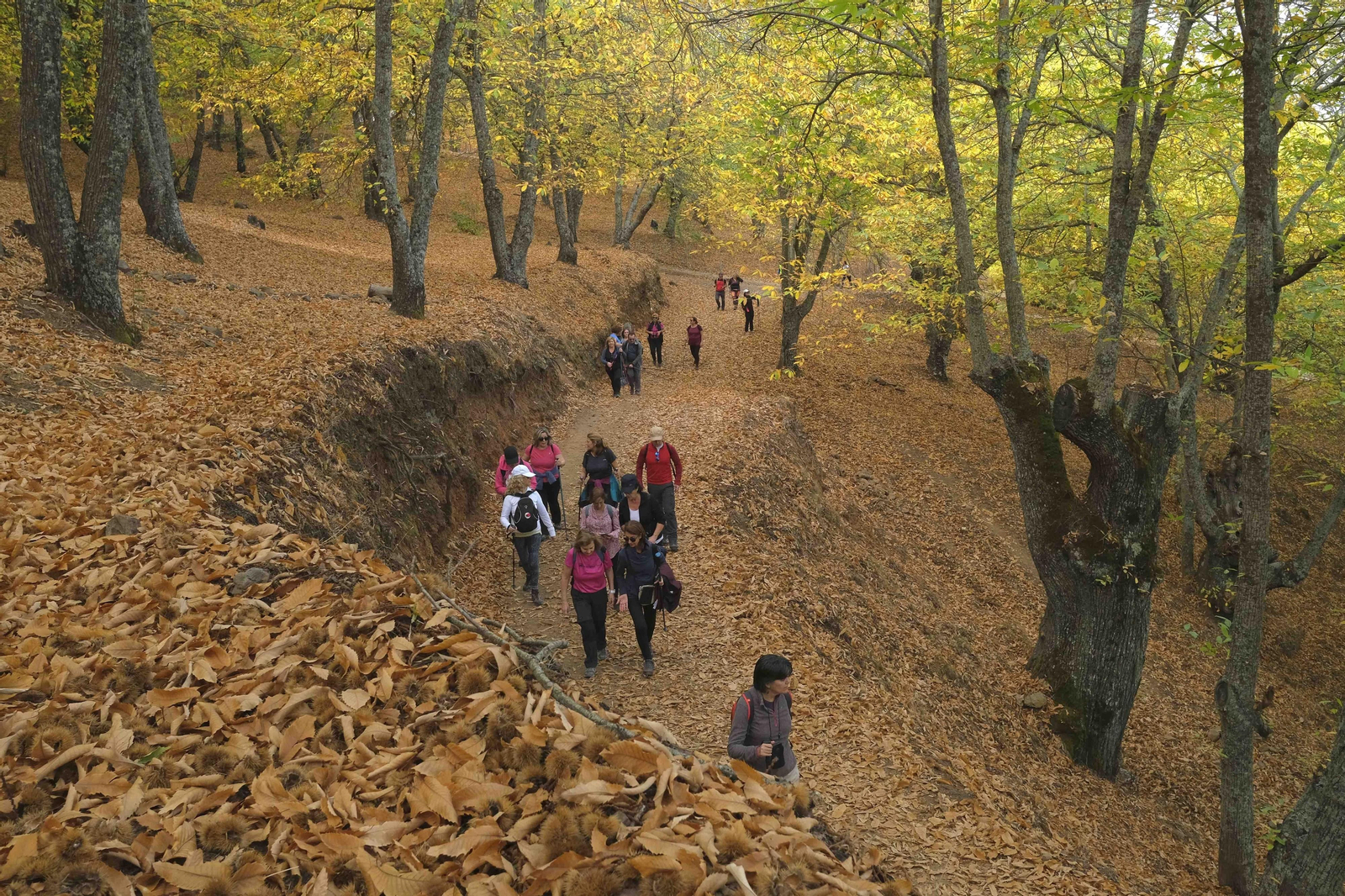 El Bosque de Cobre, en imágenes