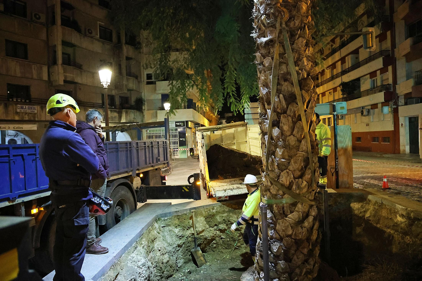 Las mejores imágenes de la plantación de la nueva palmera de Huelvaga