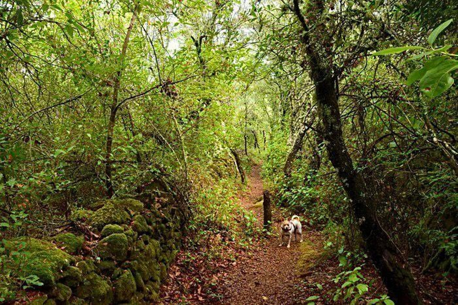 'El Bosque Encantado', el bello sendero que va desde Galaroza hasta Fuenteheridos