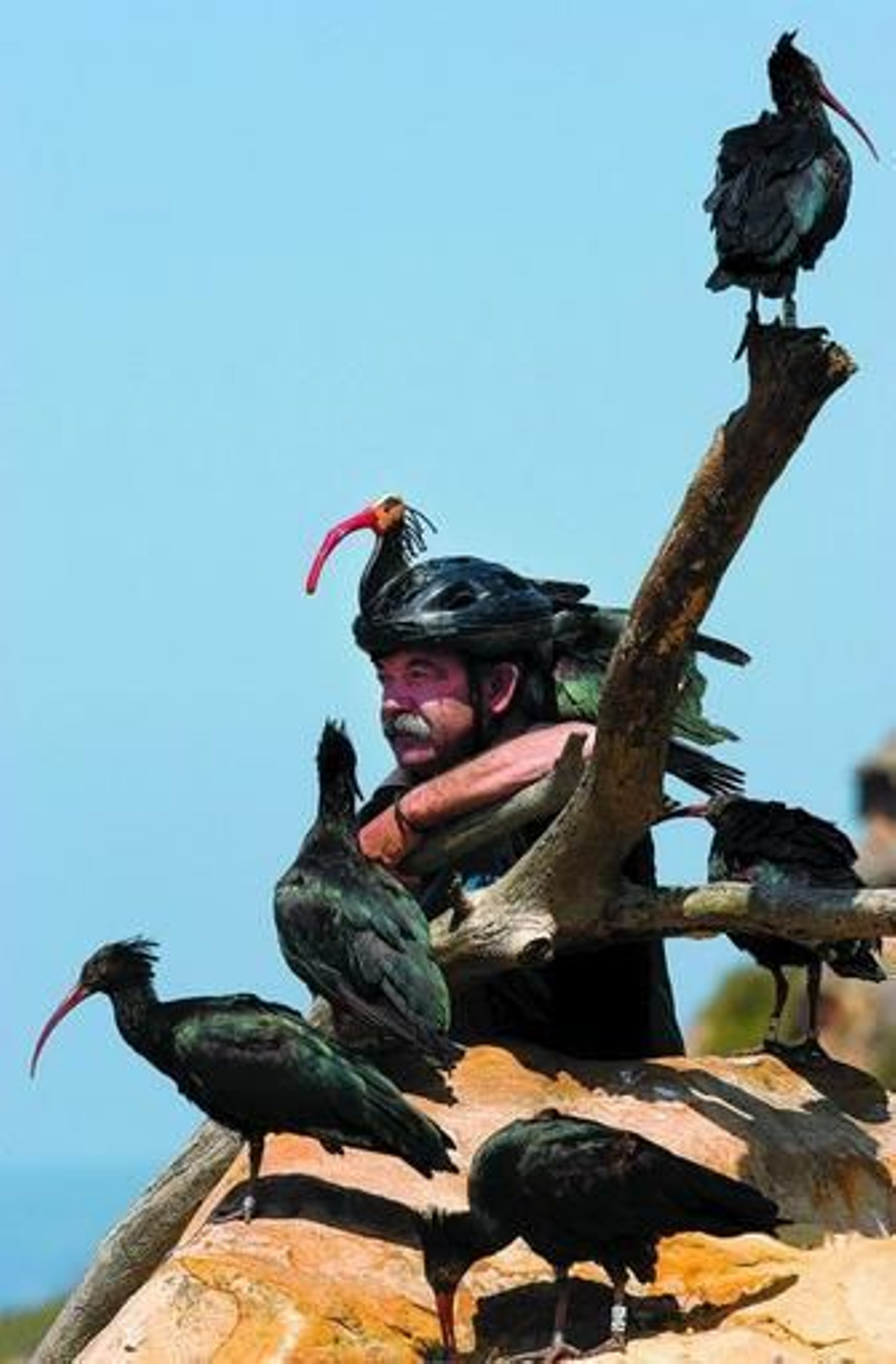 El 'cuervo calvo' vuelve a la cálida Iberia