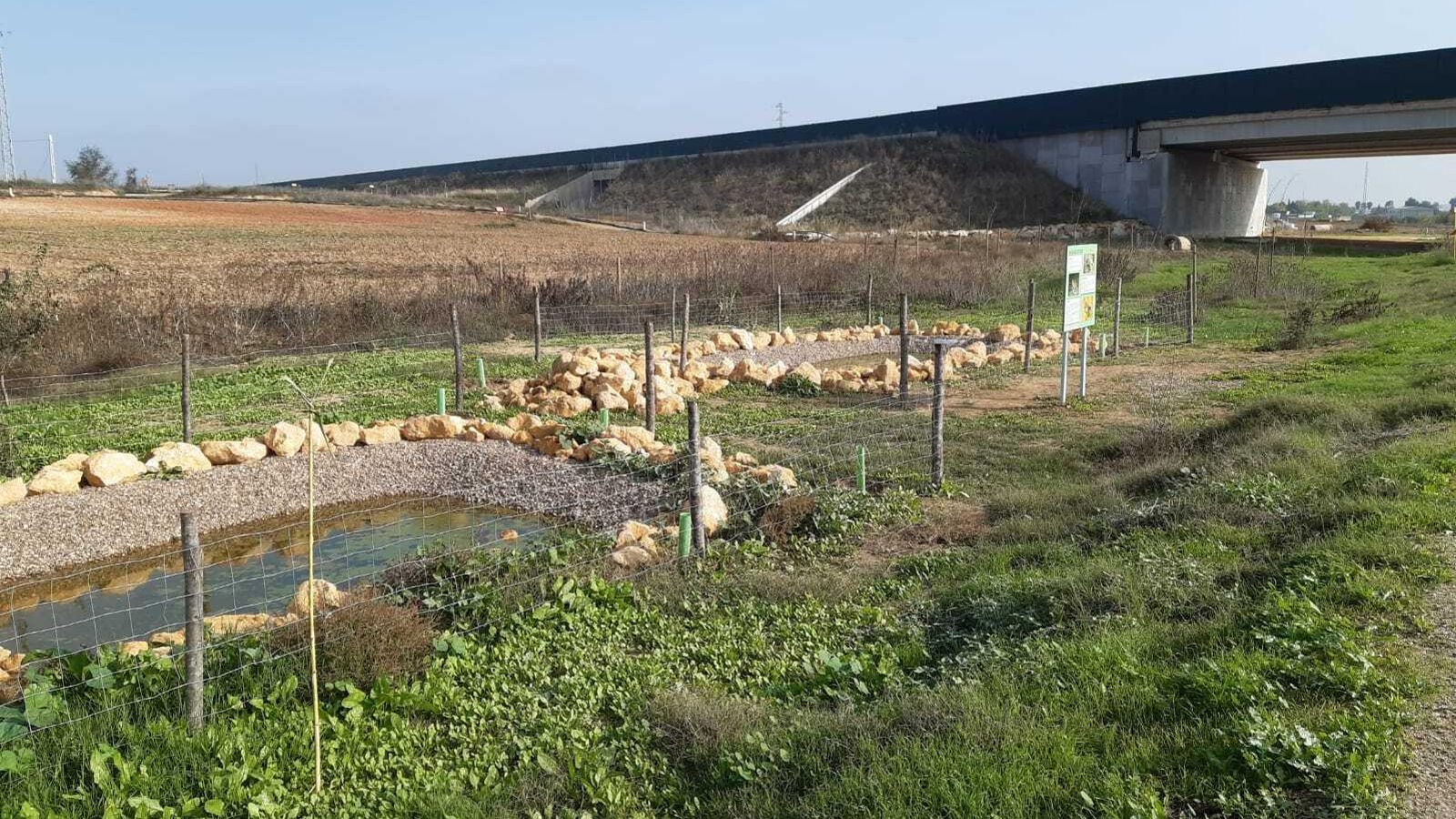 Las charcas que se han creado para favorecer la cría de anfibios, que son importantes para la biodiversidad y la regulación de los mosquitos.