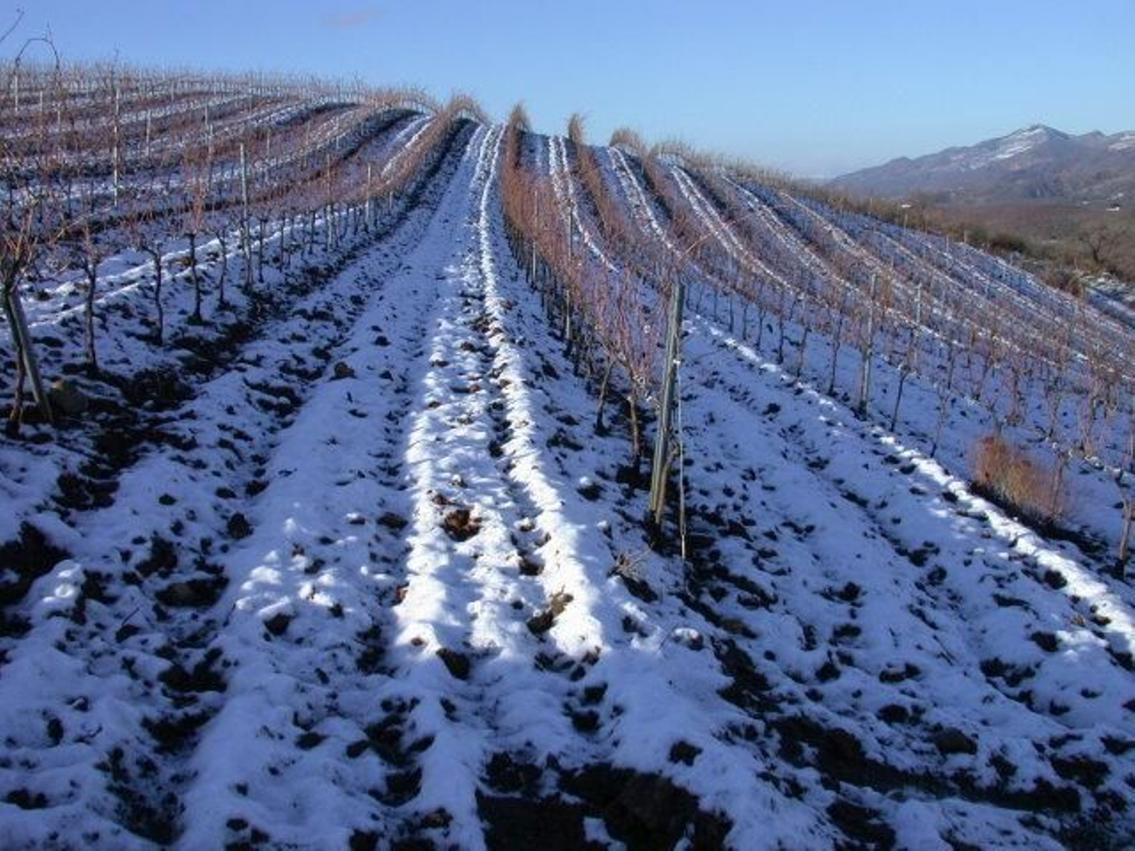 Bodega Alquería de Morayma