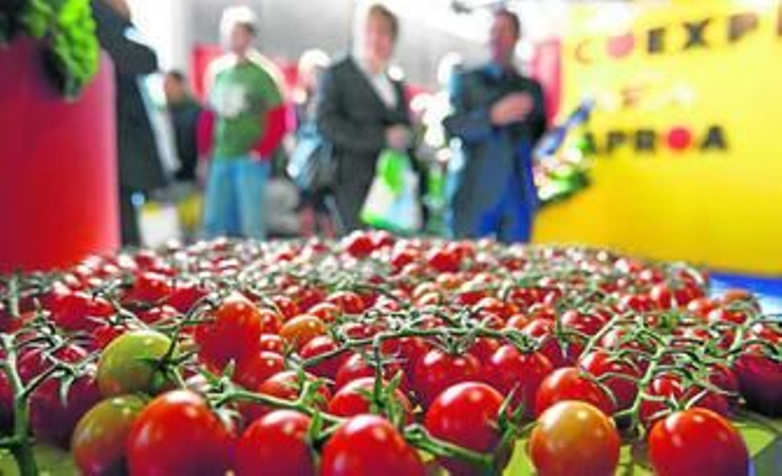El tomate, cultivo estrella en Almería, se beneficiará de la investigación de Enrique Moriones.