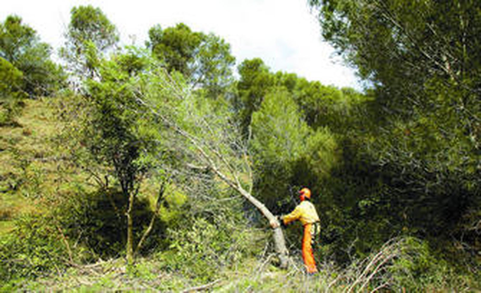 Un miembro del Infoca limpia una zona forestal pública de la provincia de Málaga.