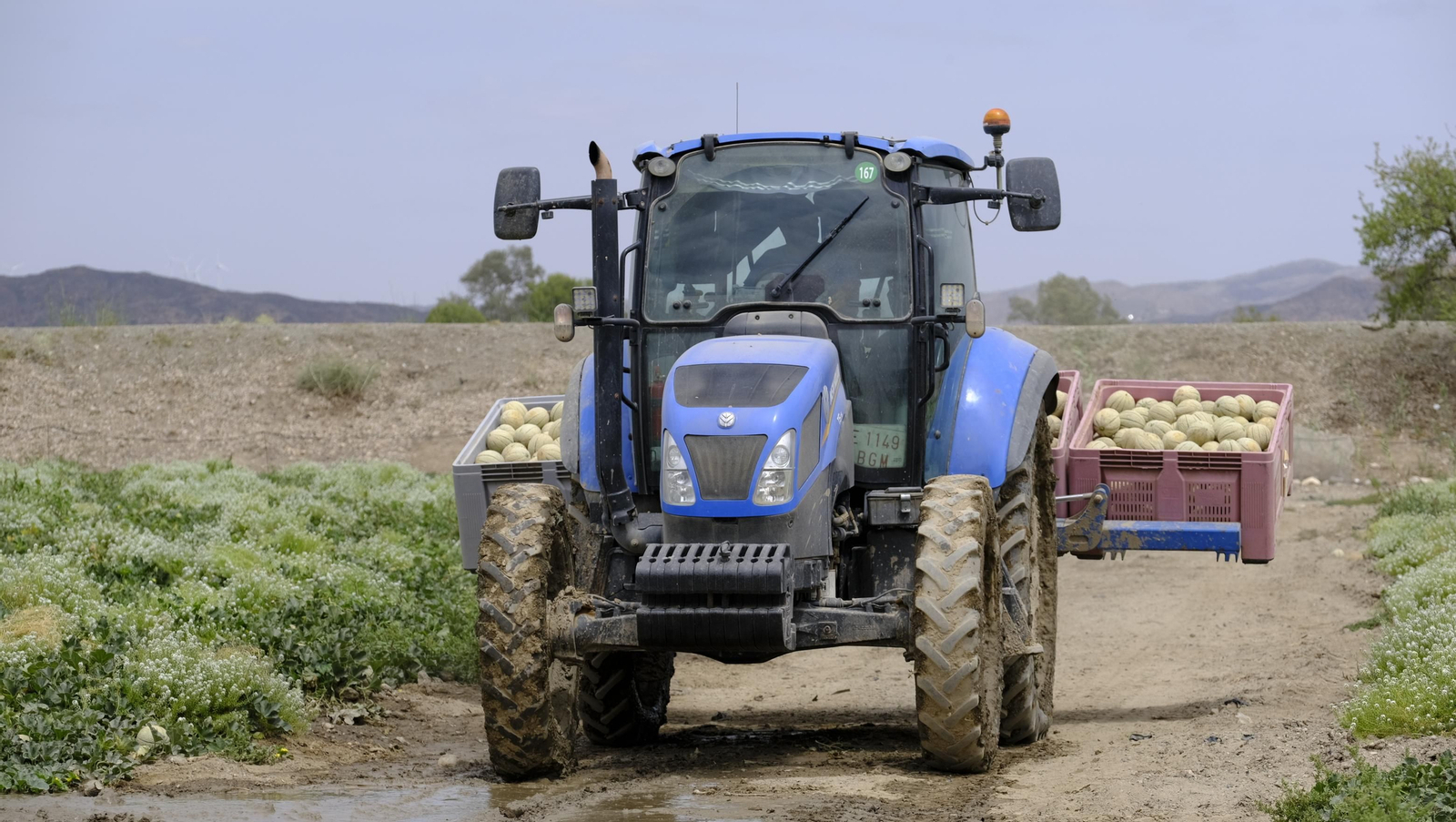 La sandía y el melón de Huércal Overa, manjares en imágenes