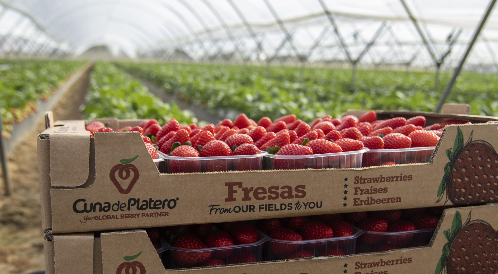 Las fresas, una de las frutas estrella de Cuna de Platero