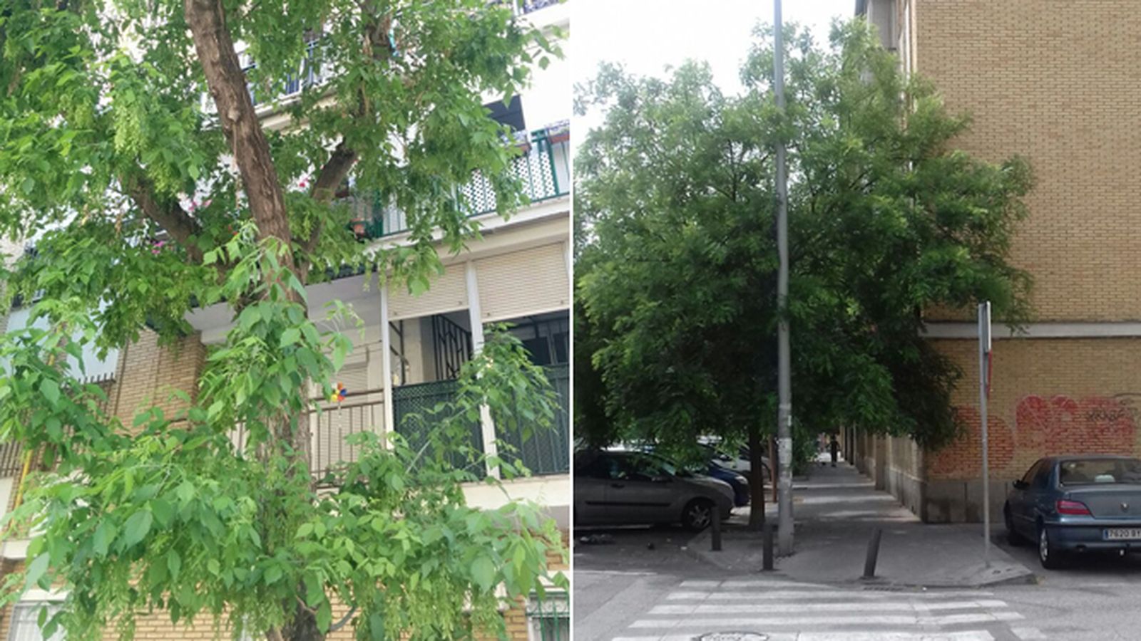 Las ramas de los árboles cubren algunas ventanas de viviendas.